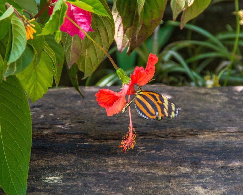 Dream Valley Belize Teakettle Village Exterior foto